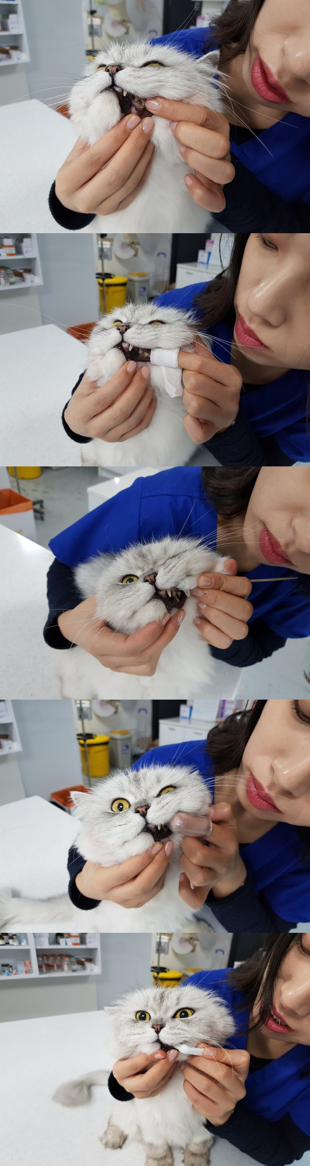 고양이 양치 습관 들이기. 잇몸 터치 적응시키기→가아제로 이 닦이기→면봉 끝에 가아제로 이닦이기→ 실리콘 칫솔로 이 닦이기→ 고양이 칫솔로 이 닦이기 순이다. 사진 제공 탑스동물메디컬센터