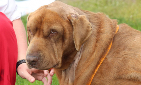 갑상선기능저하증(중형견의 안면 부종에 의한 우울한 표정) 사진출처: https://vetmed.illinois.edu/