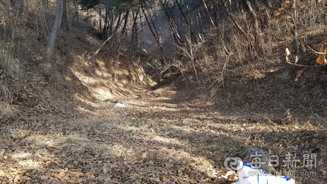 23일 예천 한 야산에서 60대가 멧돼지에 물려 숨졌다. 윤영민 기자