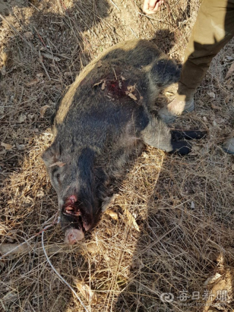노씨가 숨진 장소에서 약 1km 떨어진 지점에서 노씨를 공격해 숨지게 한 것으로 추정되는 멧돼지가 25일 포획팀에 의해 사살됐다. 이 멧돼지 옆구리에는 숨진 노씨가 낫으로 입힌 상처로 추정되는 자국이 남아있다. 포획팀 제공