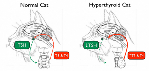 고양이 갑상샘항진증(우측) 사진출처 https://animalendocrine.blogspot.com