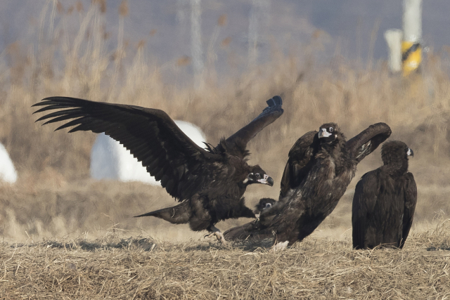 17일 경기도 파주시 장단반도에서 비무장지대(DMZ)를 찾아 온 독수리가 몸싸움을 하고 있다. 연합뉴스