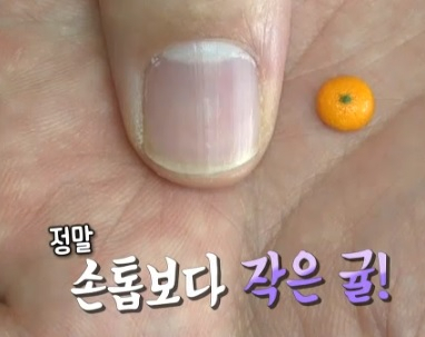 손톱보다 작은 귤 정체는? 2TV 저녁 생생정보 소개. tv 화면 캡처