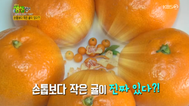 손톱보다 작은 귤 정체는? 2TV 저녁 생생정보 소개. tv 화면 캡처
