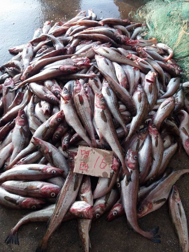 항구 위판장에 쌓여있는 명태. 연합뉴스