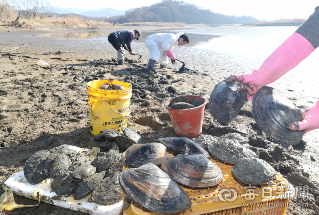 17일 대구시 환경정책과 직원과 석윤복 달성습지생태학교 운영위원장이 낙동강 달성보 수문 개방으로 물이 빠진 달성습지에서 조개를 구조하고 있다. 석 위원장은