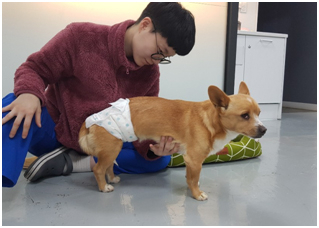 후구마비 재활 치료 과정 (이미지출처: 탑스동물메디컬센터)