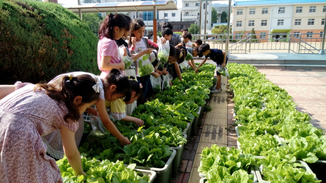 대구 명덕초교 학생들이 학교 상자 텃밭에서 상추를 키우고 있다. 대구시 제공