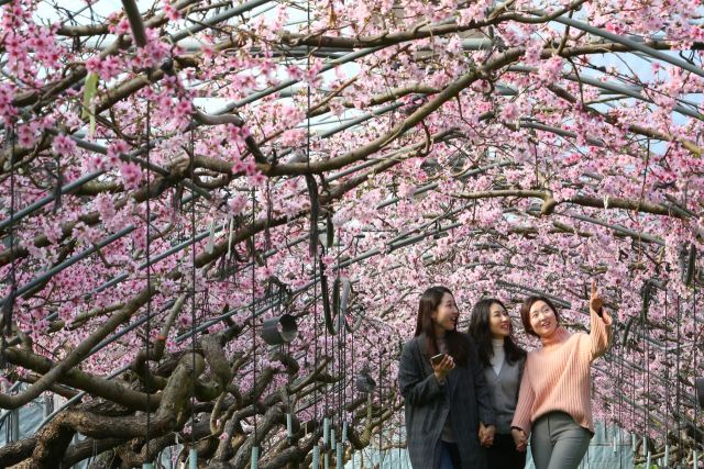 청도 금복숭아 꽃 활짝