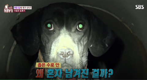 총탄 박힌 채 버림받은 사냥개 사랑이. SBS TV동물농장 캡처