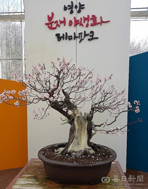 영양분재원의 매화꽃. 영양군시설사업소 제공