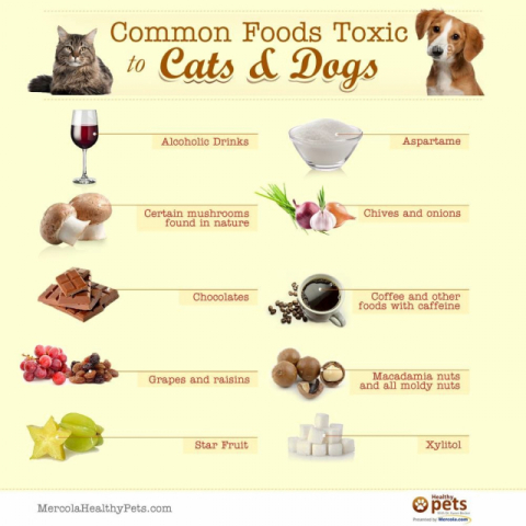 개와 고양이 에게 먹이지 말아야 할 음식(출처: http://healthypets.mercola.com)