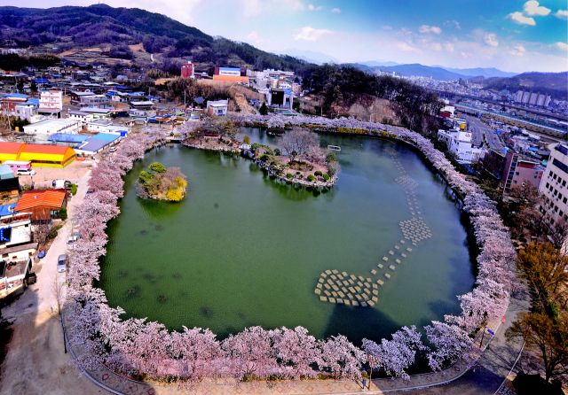 김천 연화지 벚꽃. 경상북도 제공.