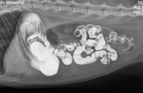 고양이 소장중첩을 유발한 선상이물 (X-ray, 조영촬영) (출처: https://www.ivghospital.com)