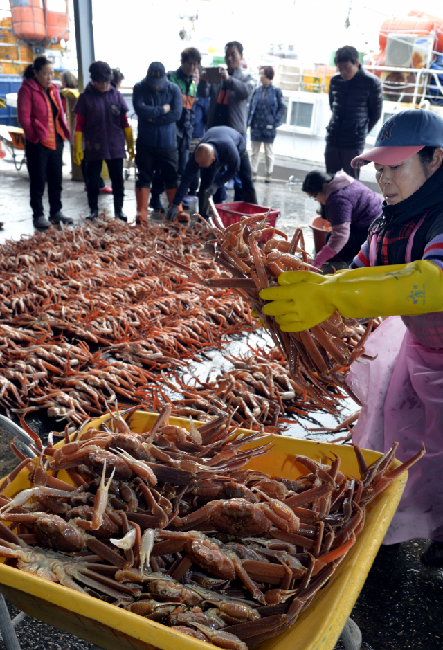 영덕대게축제를 앞두고 15일 강구항에서 열린 대게경매장에서 대게를 낙찰받은 중도매인이 대게를 손수레에 싣고 있다.이채근 기자 mincho@imaeil.com