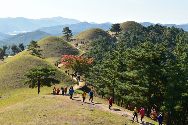 고령 지산동고분군을 비롯한 7개 가야고분군이 세계유산등재 후보에 선정됐다. 사진은 지산동고분군 전경. 고령군 제공