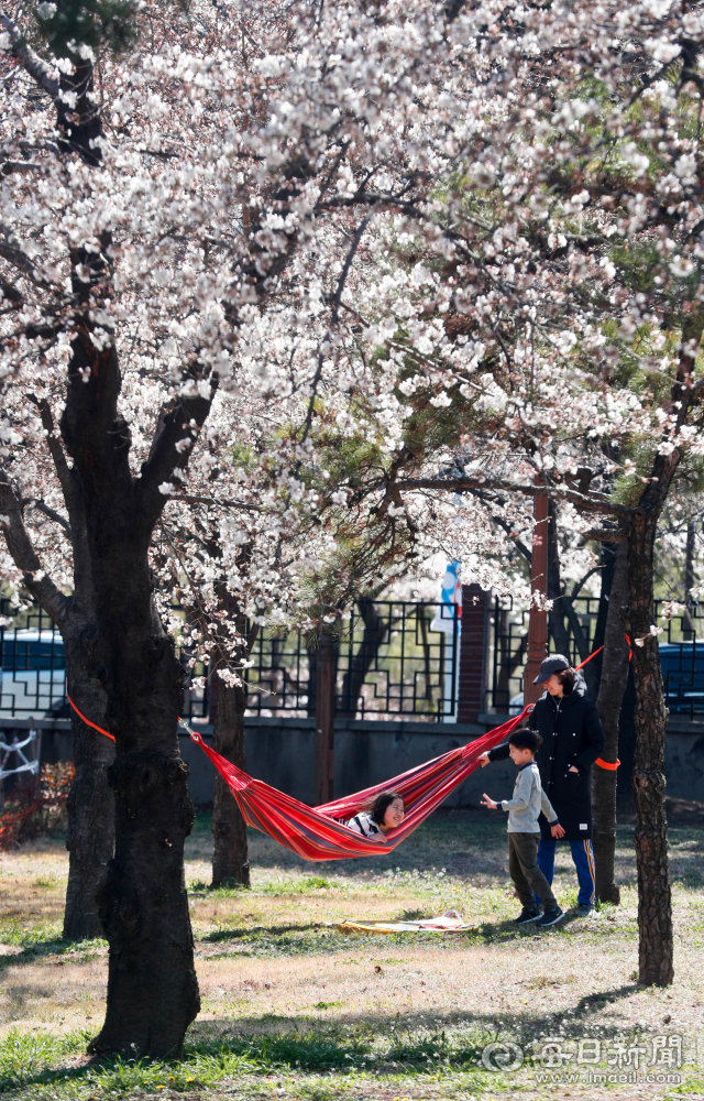 24일 벚꽃 명소인 대구 북구 산격동 시청 별관으로 나들이 온 한 가족이 즐거운 시간을 보내고 있다. 우태욱 기자 woo@imaeil.com
