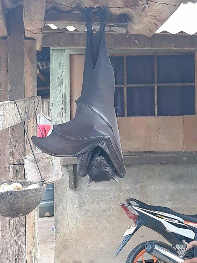 황금볏과일박쥐. 인터넷 커뮤니티 캡쳐