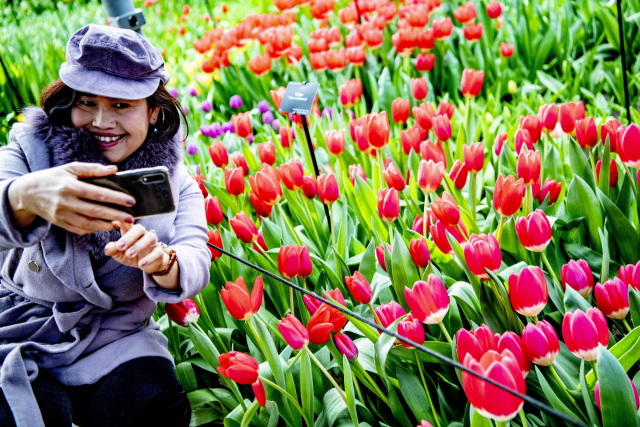 24일(현지시간) 네덜란드 리세의 쾨켄호프(Keukenhof) 공원에서 한 관광객이 꽃을 배경으로 셀피를 찍고 있다. 관광 명소인 이 꽃 공원의 올해 테마는 