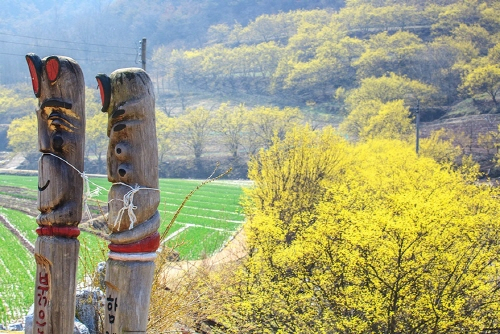 의성 산수유 꽃맞이 행사