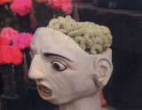 화분에 담긴