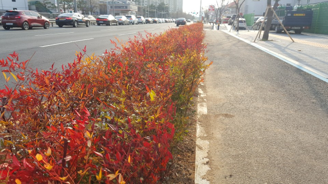 포항시가 주요 도로변에 컬러관목 심는다. 포항시 제공
