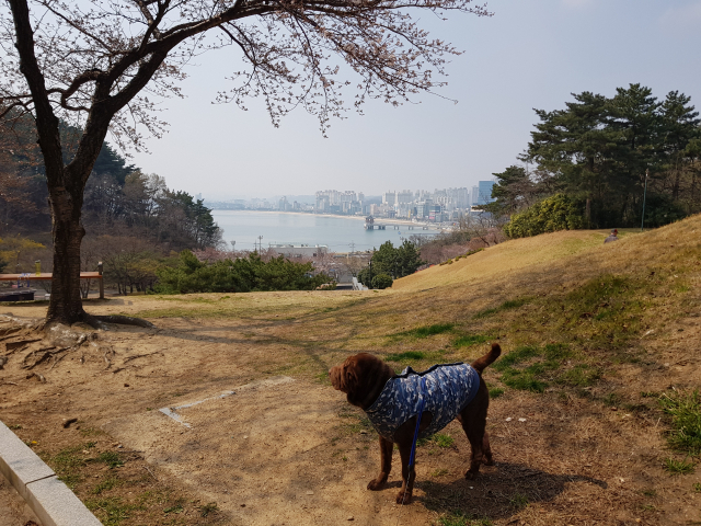 산책도중 환호공원에서 애완견이 잠시 휴식을 취하며 영일만 바다를 바라보고 있다.강민호 기자