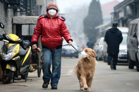 호흡을 통해 열을 발산하는 개의 특성상 개에게 마스크 착용은 한계가 있다. 이미지: https://www.pollutionairmask.com