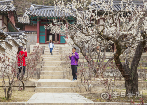 도산서원 매화. 안동시