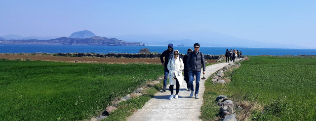 가파도를 찾은 관광객들이 청보리밭 사잇길을 걸으며 힐링하고 있다.