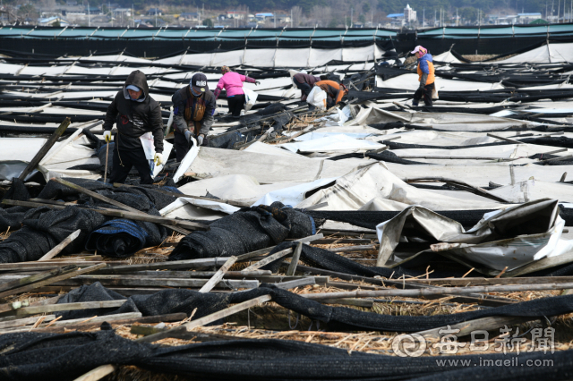 폭설 피해를 입은 인삼재배 농가들이 쓰러진 인삼재배 시설을 응급복구하고 있다. 영주시 제공