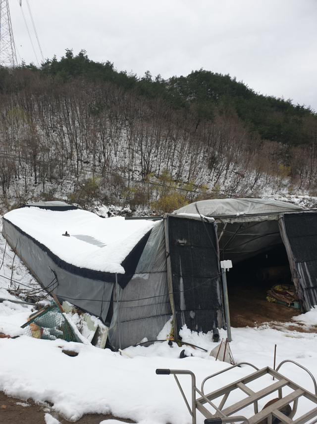 지난 9, 10일 내린 폭설로 무너져 내린 봉화군 한 오리농가 사육장의 모습. 경북도 제공