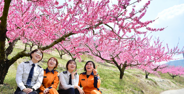 청도소방서 직원들이 휴식시간을 이용해 소방서 인근 청도읍 원정리 일대 복숭아밭에서 흐드러지게 핀 분홍빛 복사꽃을 보며 즐기고 있다. 청도군은 4월 중순 무렵 만개하기 시작한 복사꽃이 이달 말까지 자태를 뽐낼 것으로 보고 있다. 노진규 기자 jgroh@imaeil.com·청도군 제공