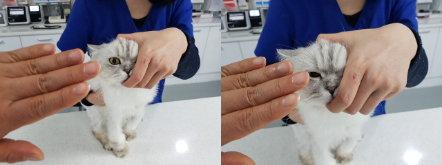 박순석 탑스동물메디컬센터 진료원장