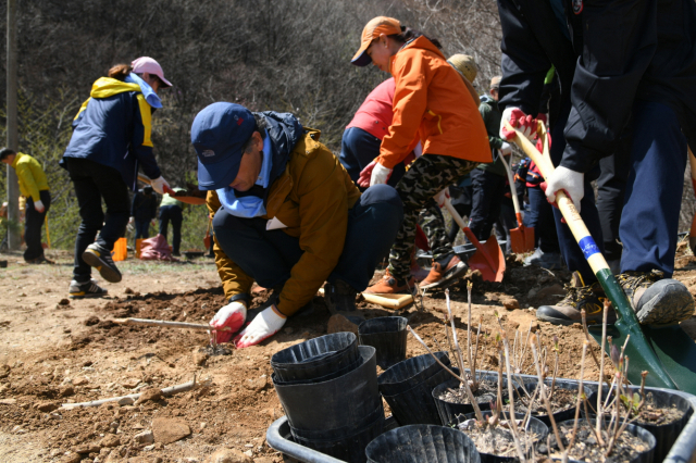 철쭉복원사업에 참여한 기관단체 임직원들이 정성껏 철쭉 묘목을 심고 있다. 영주시 제공