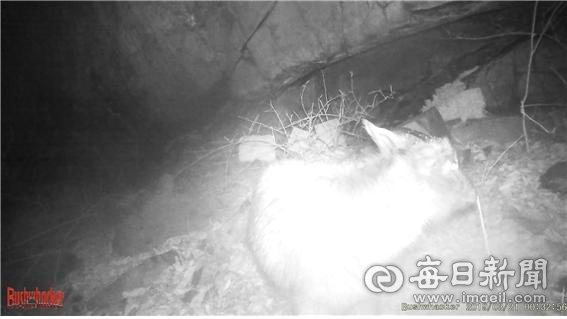 영양제2풍력반대대책위가 설치한 무인감시카메라에 촬영된 산양. 영양제2풍력반대대책위 제공