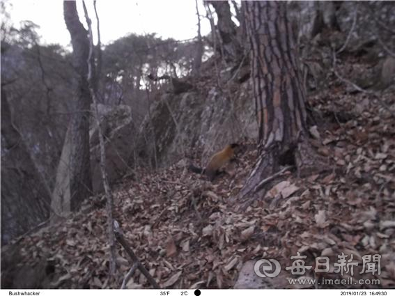 영양제2풍력반대대책위가 설치한 무인감시카메라에 촬영된 하늘다람쥐. 영양제2풍력반대대책위 제공