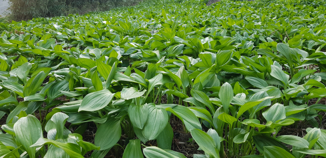 울릉도 산마늘. 농진청 제공