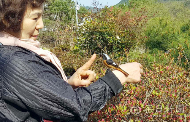 청도군 각북면 한 주말 농장에서 어디선가 날아온 딱새가 사람 손등에 앉아 놀고 있다. 사진을 촬영한 이영호(금오회 사무국장)씨는 