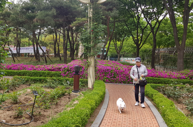 대구 달서구 장미공원에서 애완견과 산책하는 견주.