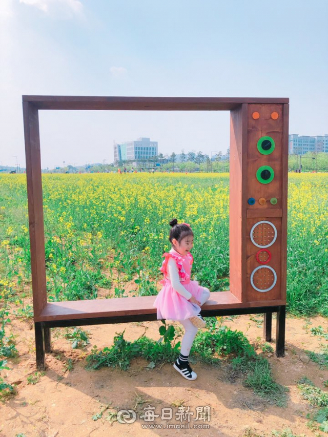 경상북도개발공사가 경북도청 신도시 유휴지에 조성한 유채꽃밭이 연일 관광객으로 붐비고 있다. 김영진 기자