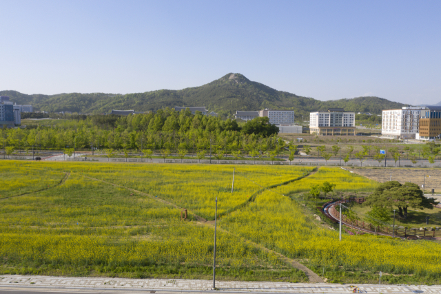 드론으로 항공 촬영한 경북도청 신도시 내 유채꽃밭 전경. 경북개발공사 제공