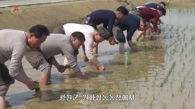 북한 평원군 원화리 농장에서 올해 첫 모내기가 시작됐다고 조선중앙TV가 11일 보도했다. 사진은 중앙TV가 공개한 원화농장 모내기 모습. [국내에서만 사용가능. 재배포 금지. For Use Only in the Republic of Korea. No Redistribution] 연합뉴스
