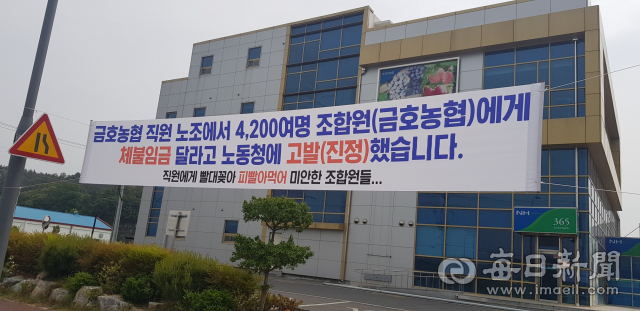 영천 금호농협 직원노조가 법정 가산임금 수준의 휴일근무수당 지급을 요구하며 금호농협 및 조합원들을 고용노동청에 고발했다. 이러한 내용을 담은 현수막이 금호읍 등 곳곳에 내걸려 있다. 강선일 기자