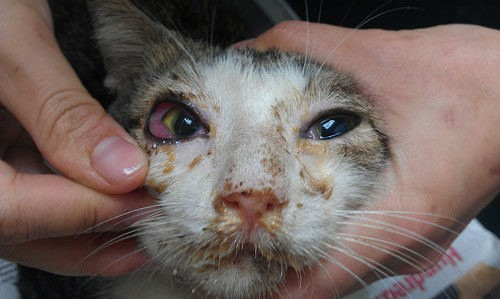 고양이 눈병과 상부호흡기질병이 다발하여 