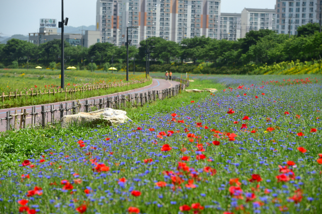 장성군 황룡강변 일대에서 5월 24~26일까지 洪길동무 꽃길 축제가 개최된다.장성군 제공