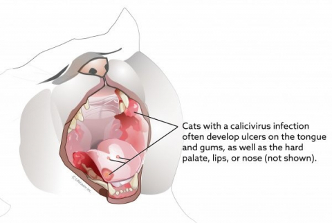 고양이 구강질환(Calicivirus infection) (출처: https://vcahospitals.com/)
