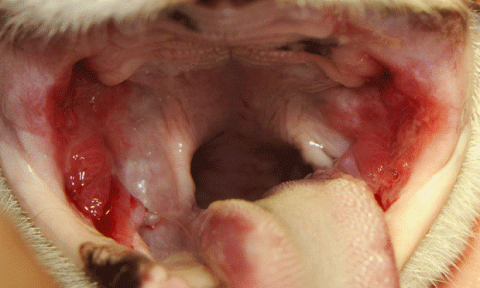 고양이 만성 구내염(Feline oropharingeal inframation) (출처: https://www.cliniciansbrief.com)