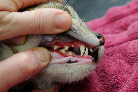 고양이 만성 치은염(Feline chronic gingivosomitis) (출처: www.smallanimaltalk.com/)