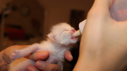어린 고양이 인공포유. 사진 출처: https://www.bestcatproducts.co.uk
